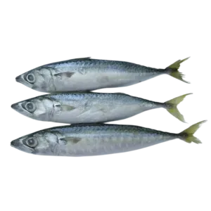 Whole Frozen Mackerel - 1kg