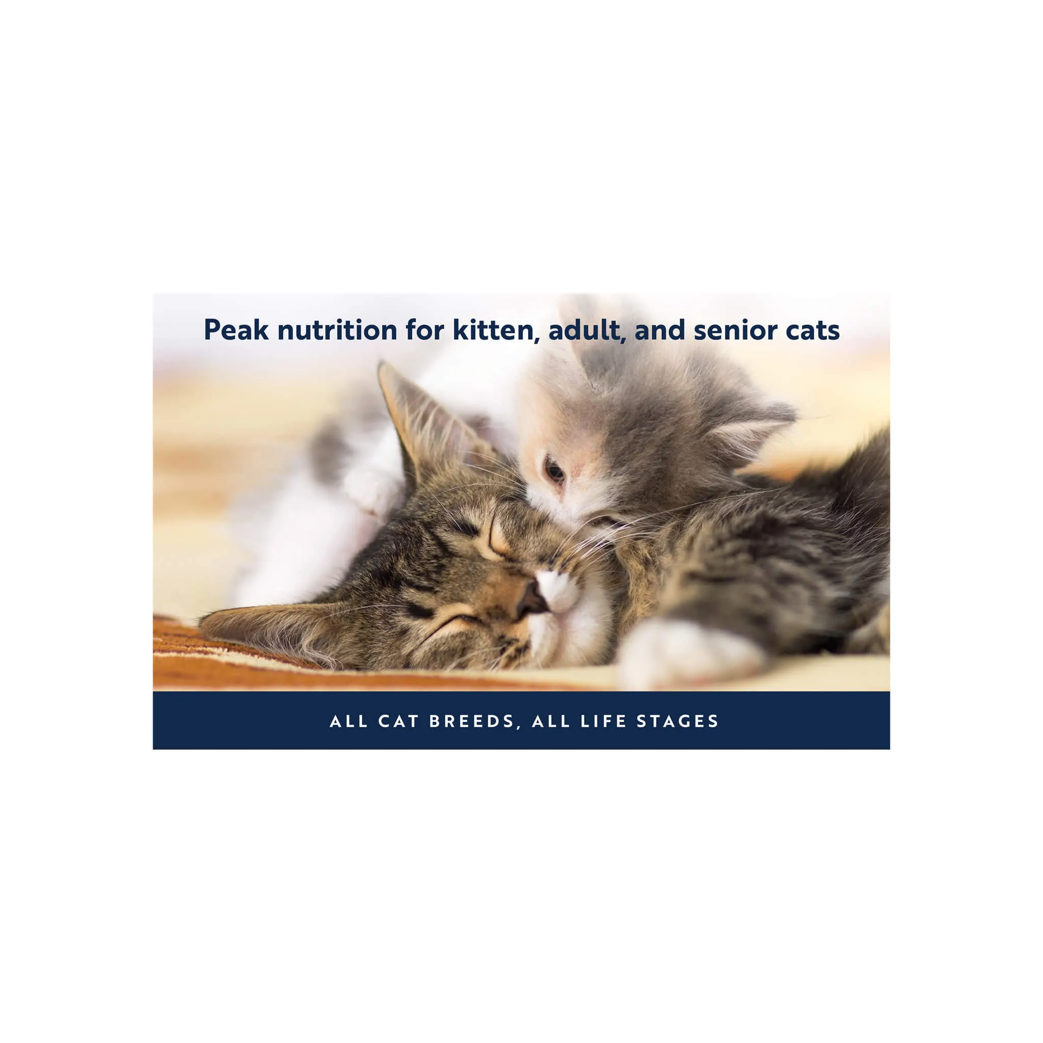 ZiwiPeak Daily Cuisine Grain-Free Canned Cat Food